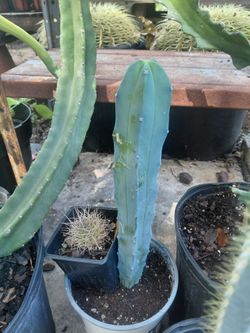 Blue Myrtle Cactus