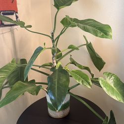 Philodendron Imperial Green Big Plant 2 In The Pot + Free Bird Of Paradise Plant Starter