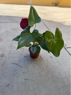 5 dollar plants