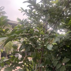Guava Tree For Sale