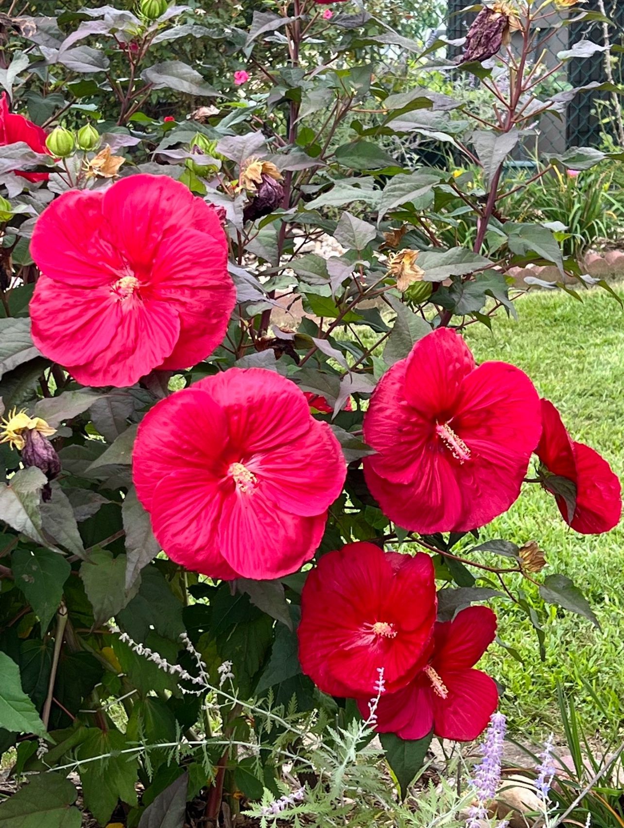 A Stunner - Rose Mallow - Fully Rooted About 2 Ft Tall. Flowers July To Oct