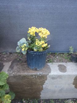 PLANTA COLOR AMARILLO 💛