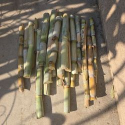 Organic Sugarcane Cuttings
