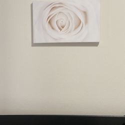 Light Pink Rose Picture 