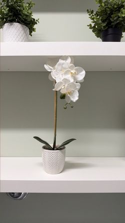 White orchid
