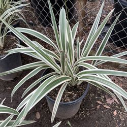 Daniella Variegated 