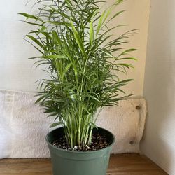 HERMOSAS PLANTAS NATURALES “CHAMAEDOREA ELEGANS PLANT 