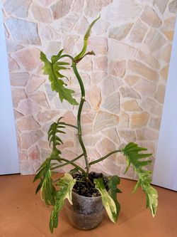 Philodendron Florida Beauty x Tortum Variegated Plant - 5inch
