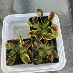 Venus Fly Traps For Sale