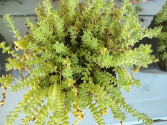 Extremely Easy to Grow Plants