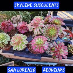 PLANT AND AEONIUM SALE IN SAN LORENZO..SKYLINE SUCCULENTS