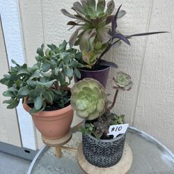 $10 Succulent Sale