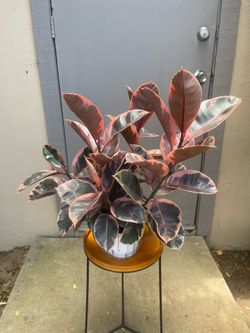 Ficus Elastica Ruby Rubber Tree House Plant 6” Pot
