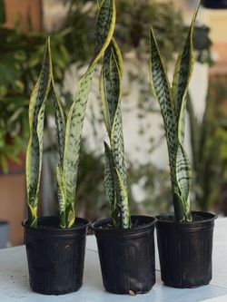 Snake Plants (Sansevieria Laurentii)