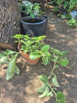 Live Plectranthus Amboinicus Plant in Terra Cotta Pot