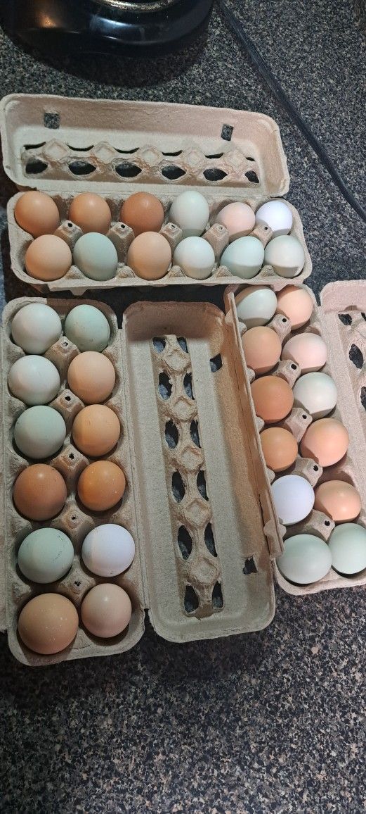 Fresh Organic Eggs