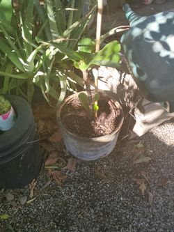 Lyrata Tree
