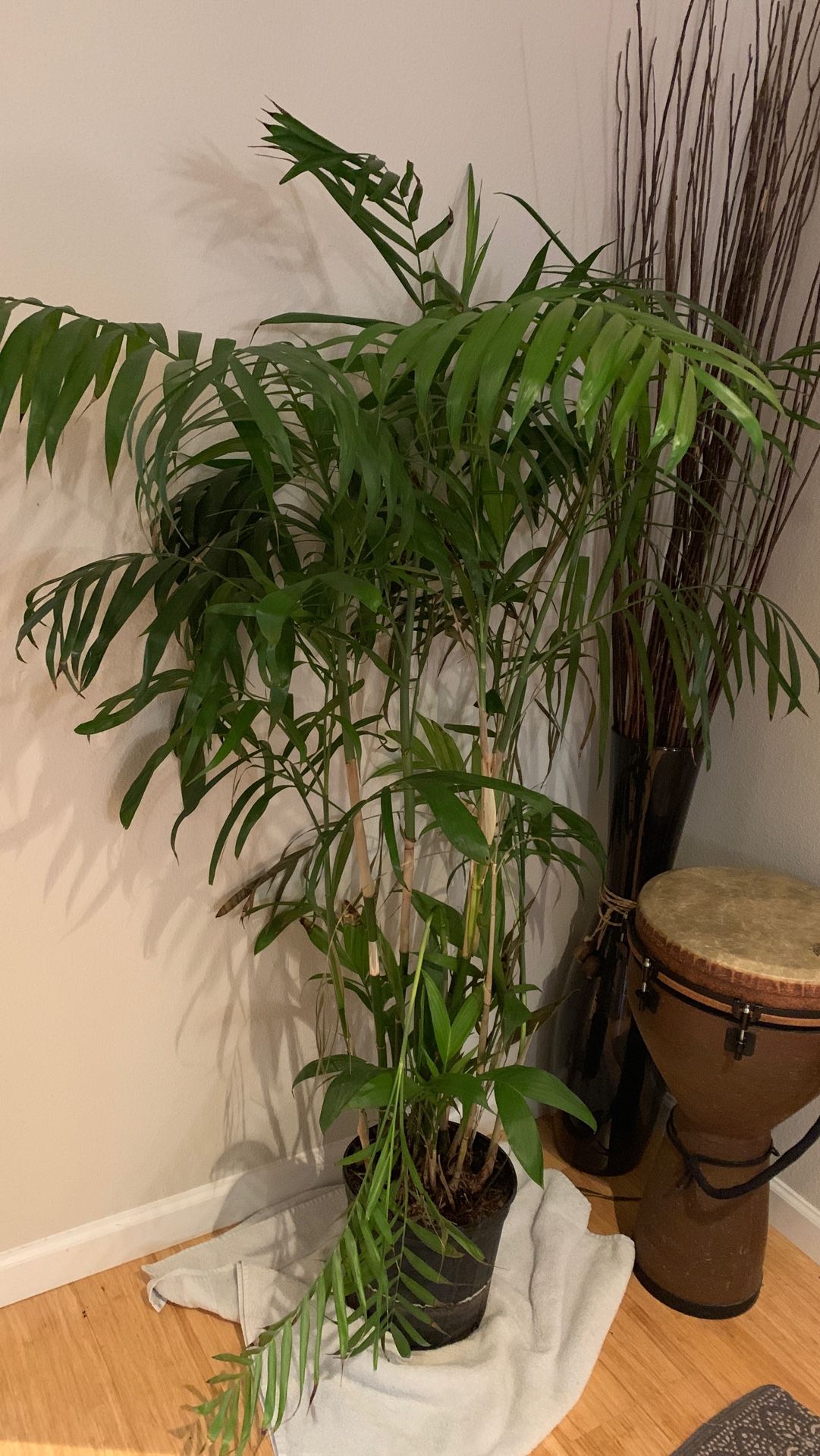 Beautiful 5 ft palm plant