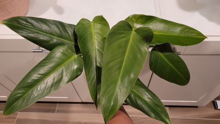Philodendron Tuxtlanum 'Red Queen' for Sale in Santee, CA - OfferUp