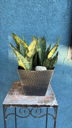 Snake Plant in Textured Metal Planter