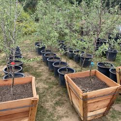 Apple Trees 