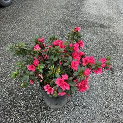 Azalea Bush