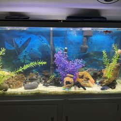55 Gallon Fish Tank
