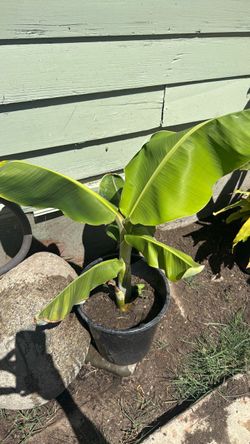 Banana Plant in Black Pot