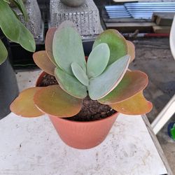 Paddle leaf Plant (Succulent)