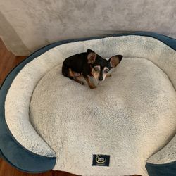 Extra Large Dog Bed Serta