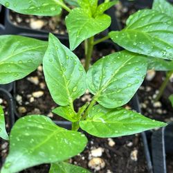 PEPPER PLANTS 💯 ORGANIC from GIANT BELL to JALAPEÑOS GHOST HABANERO & MANY MANY MORE PLANTS TO CHOOSE FROM