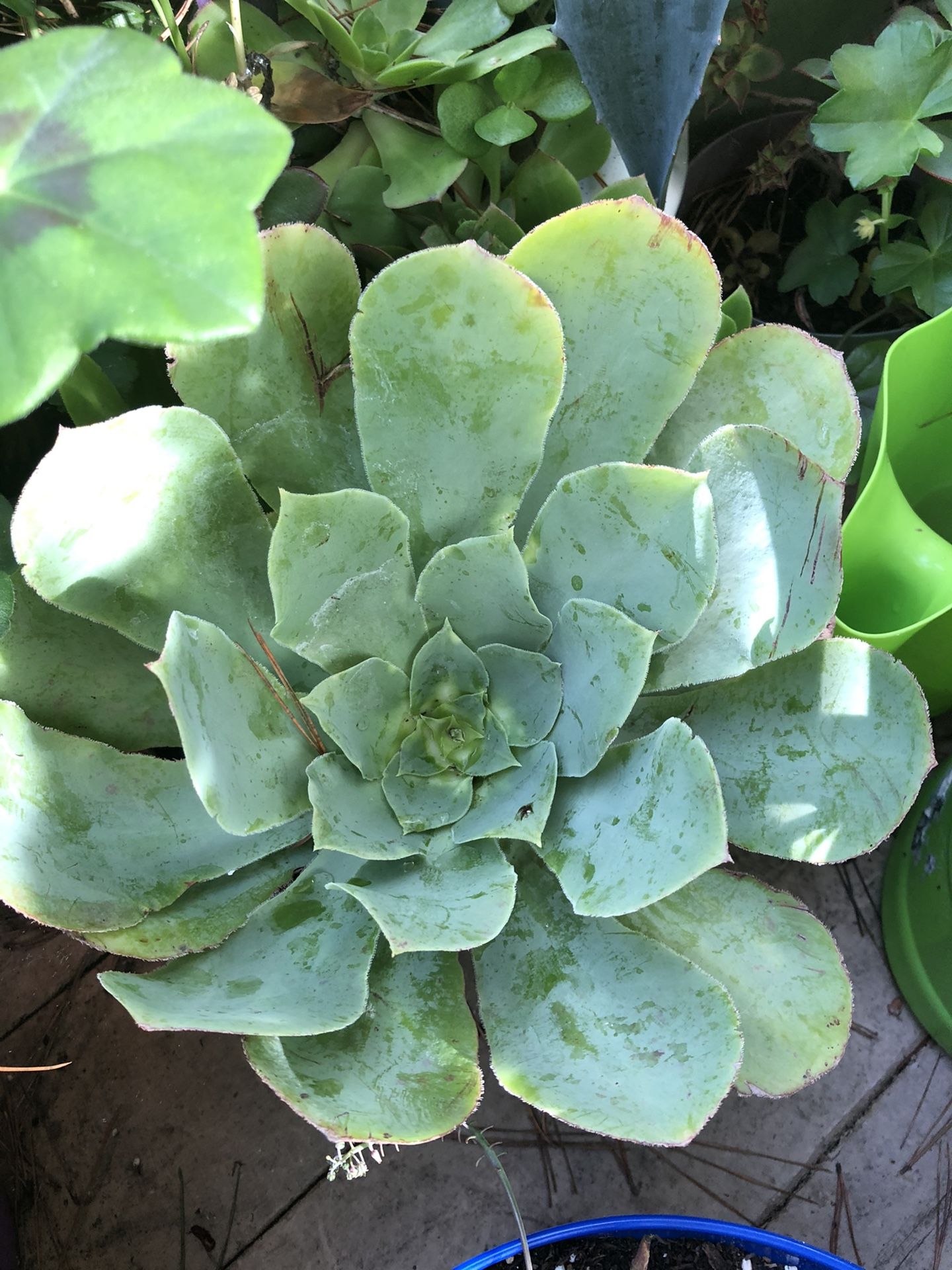 Succulent