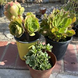 Succulent Plants For $5 Each 
