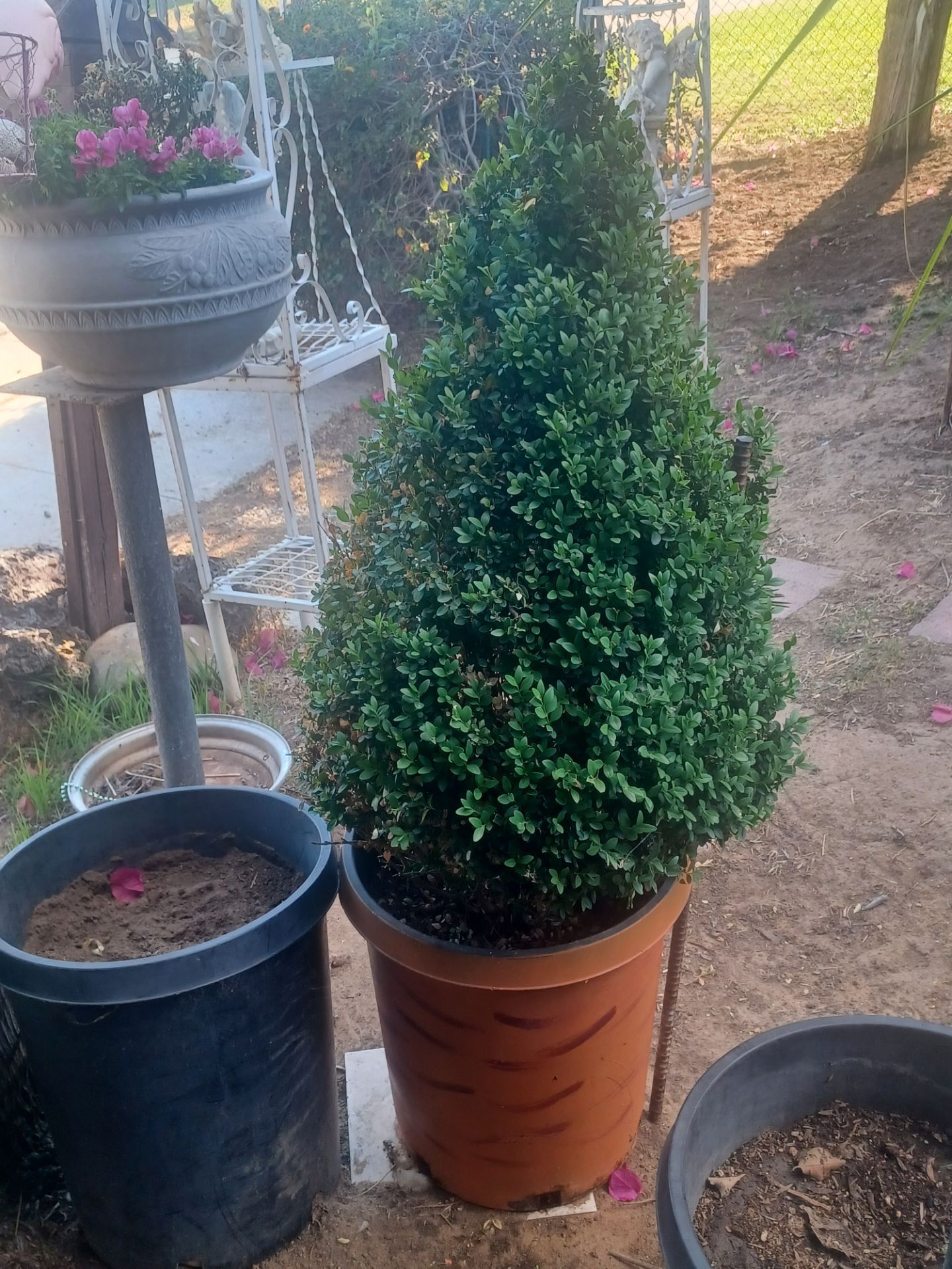🌲 3FT BOXWOOD CONE TOPIARY
🌲 CONO DE BOJ DE 3 PIES