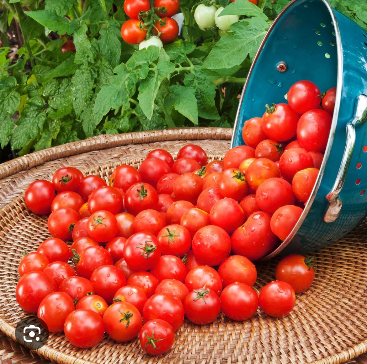 Organic Cherry Tomato Plants