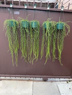 6” hoya linearis XL