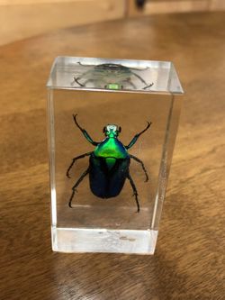 3 x 1.5 x 1 acrylic Beetle