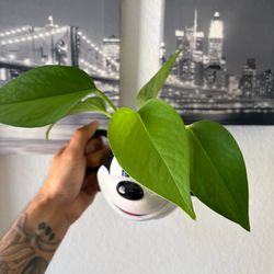 Marble Queen Pothos in Mickey mug pot