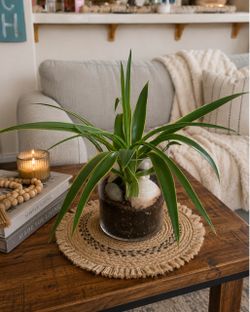 Live Agave Plant in Glass Cylinder Pot