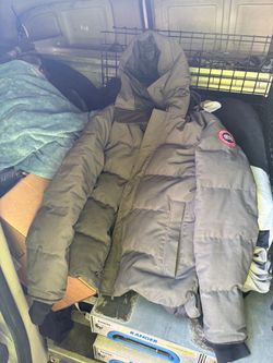 Canada goose