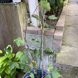 Red Currant Plant Only