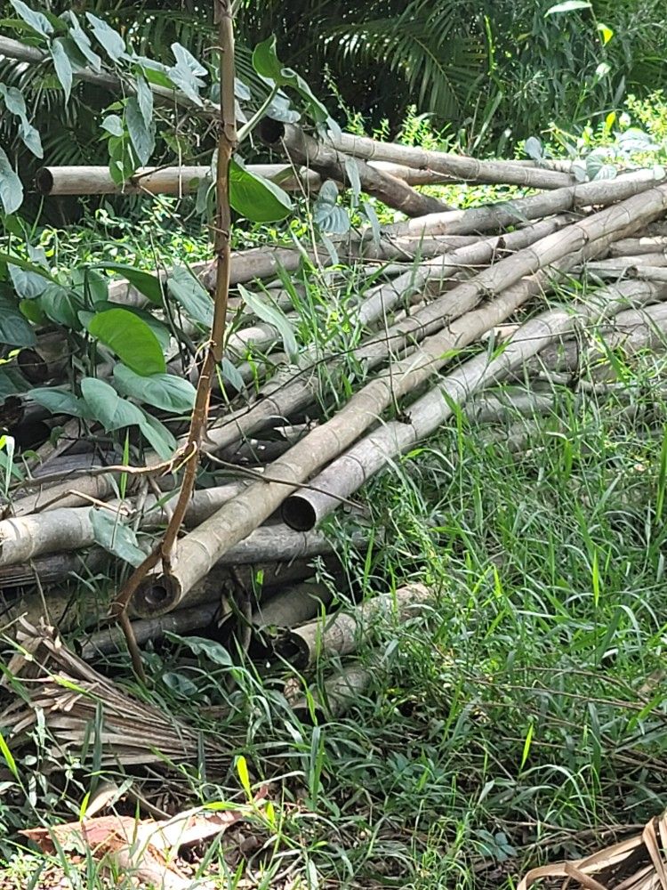 Bamboo For CRAFTS