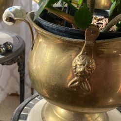 Two Brass Pot Case With Plants 