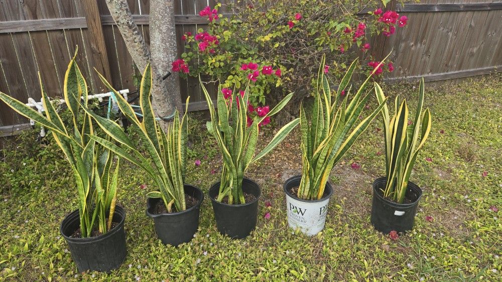 Plant Live GOLD Snake 35"