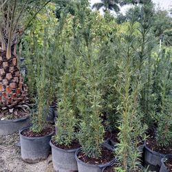 Podocarpus Hedges 7gl 4-4.5ft🏡$19