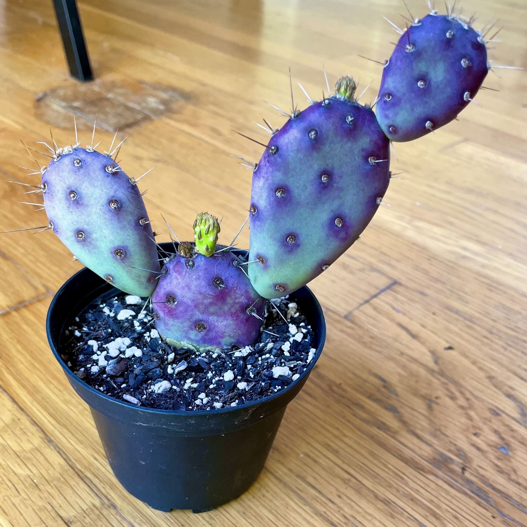 Rare Santa Rita Opuntia Cactus / Free Delivery Available 