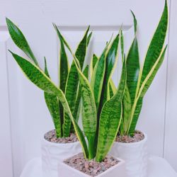 Sansevieria Laurentii Snake Plants Give Out The Fresh Air And Take Away The Bad One - 15” to 17” tall -  5” Ceramic Pot Including - $13 each 