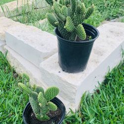 Bunny Ear Succulent $6 Each 