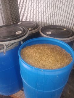 Brewers Spent Grain – Livestock Feed – Cattle, Pigs, Goats, Sheep - Cebada / Grano de Cervecería