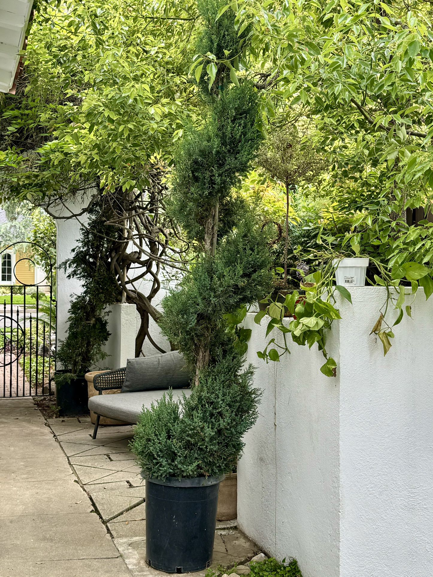 Italian Cypress Spiral Topiary 15 Gallon 10’ Tall